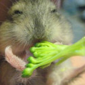 Fun Clip! Hamster Loves Broccoli