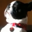 Fun Clip! French Bulldog Meditates