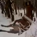 Fun Clip! Dog Loves Branch