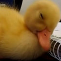 Fun Clip! Baby Duck Can’t Stay Awake
