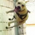 Fun Clip! Super Dog #2