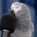 Fun Clip! Super Smart Parrot