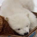 Fun Clip! The Cutest Animals – EVER!