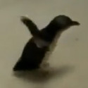 Fun Clip! Penguin Being Tickled