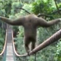 Fun Clip! Funny Gibbon Tightrope