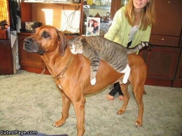 cats-on-dogs-3