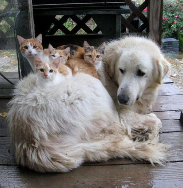 cats-on-dogs4