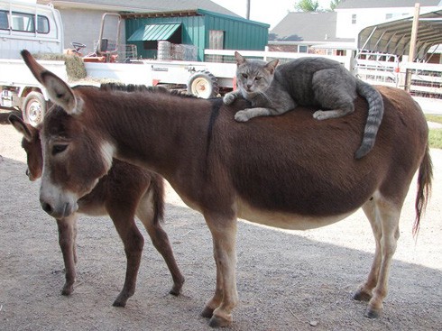 cats-on-donkey