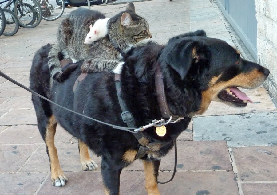 rats-on-cats-on-dogs