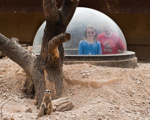 ZSL-London-Zoo-Meerkats