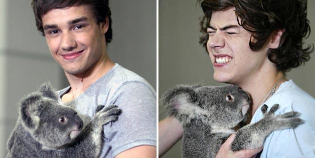 Koala One Direction