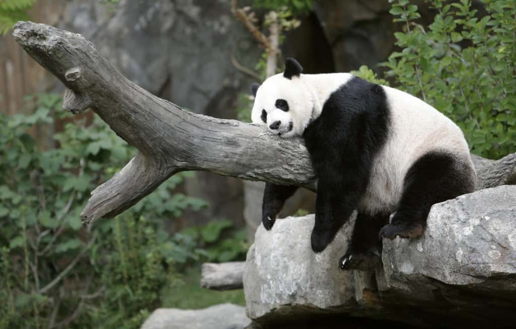 Giant panda Mei Xiang sleeps at the National Zoo in Washington