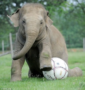 Elephant-Playing-Football