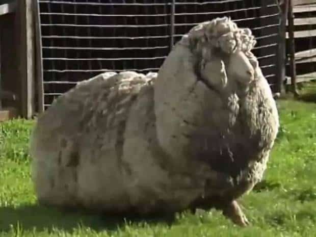 Shaun-woolliest-sheep
