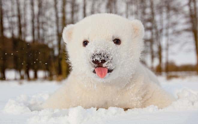 001_cute-baby-polar-bear.jpg
