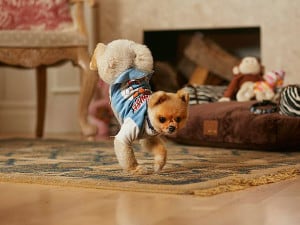 Jiff the Pomeranian is the world's fastest dog on two legs! - Fun Kids -  the UK's children's radio station