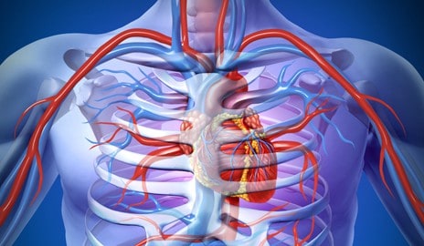 arteries-photo