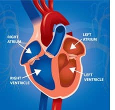 atrial-ventricle