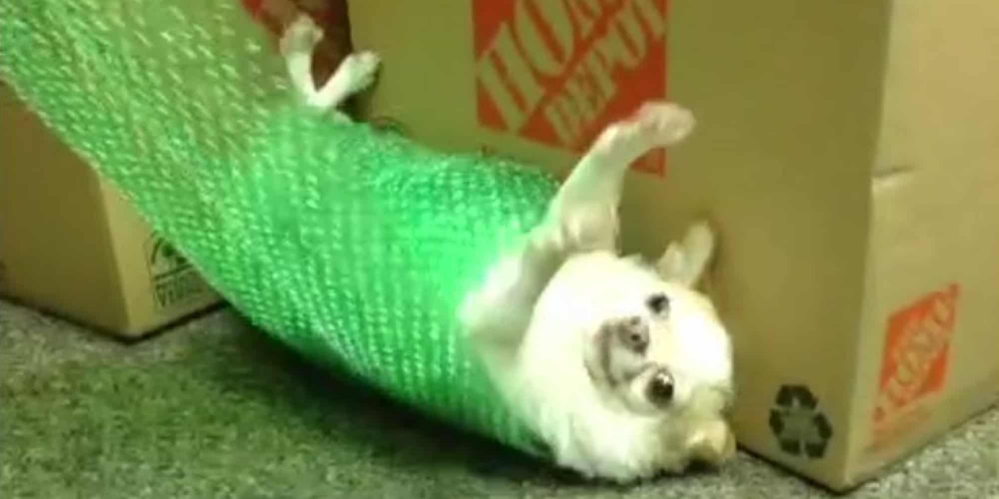 Watch dog rolled up in bubble wrap! Fun Kids the UK's children's