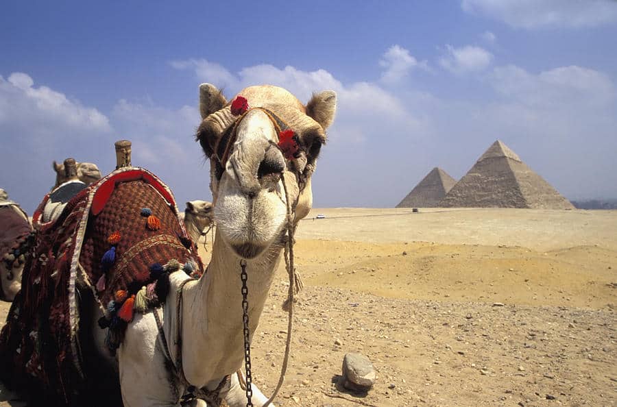 camel-in-giza-egypt-axiom-photographic