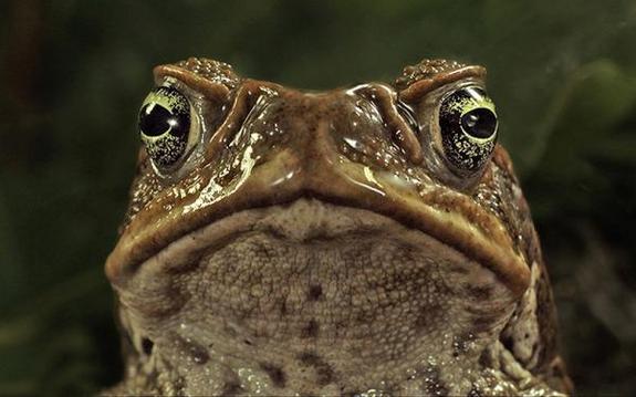 cane-toad-100624-02