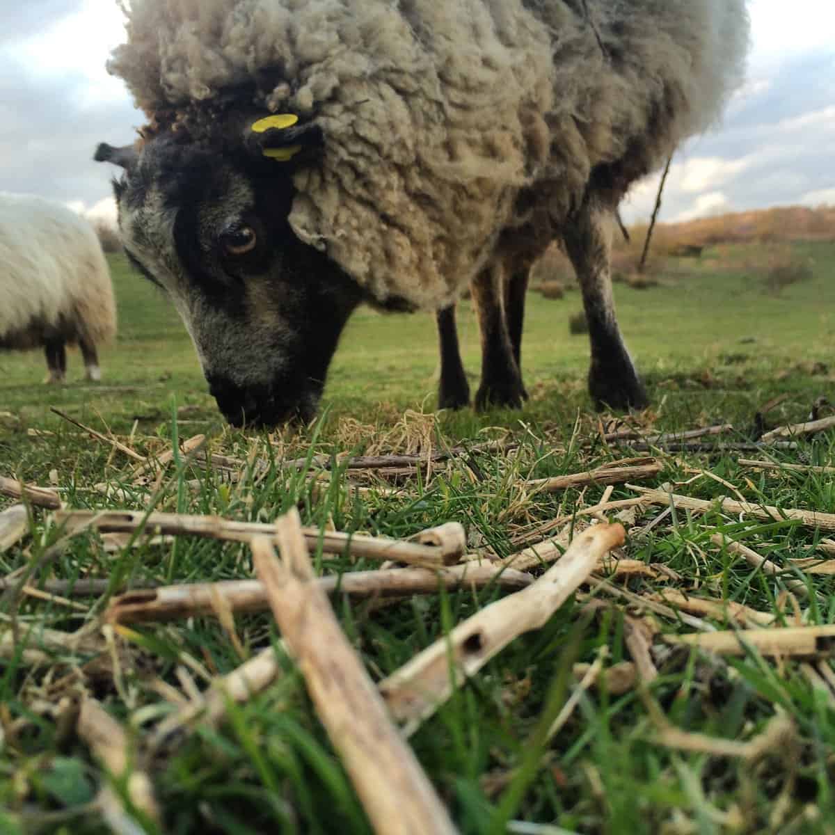 Still waiting for our sheep 'Dolly' - who we rescued from a London City Farm - to give birth