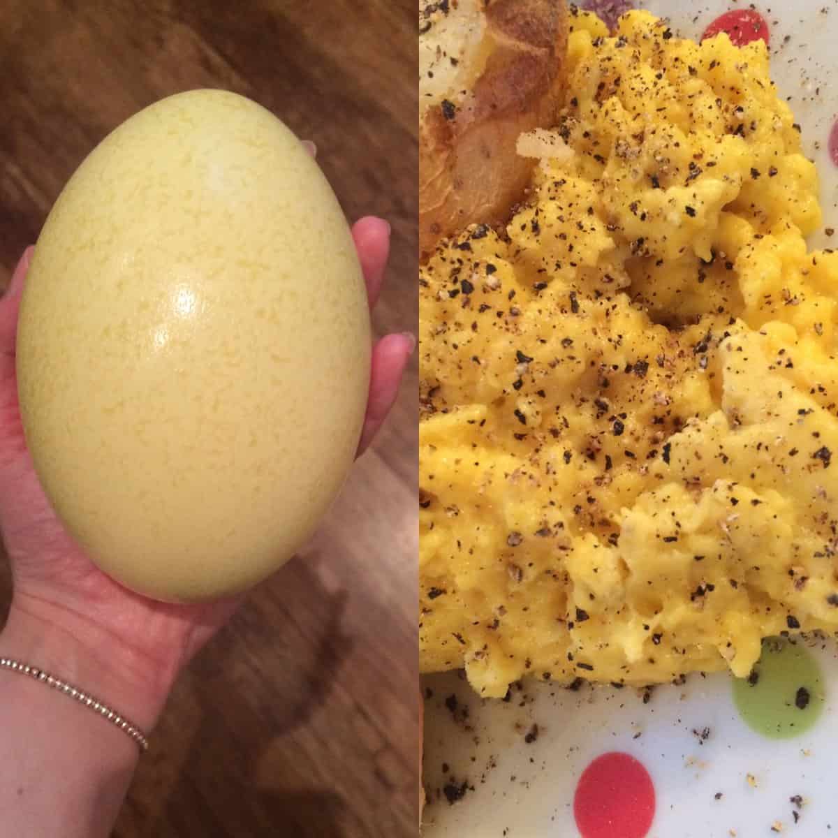 Look at this dinosaur's - I mean - rhea's egg! A rhea is a large bird, that looks like a small ostrich, with big eyes and long legs. A neighboring farm gave us this egg & I made an omelette. Inside the shell contained a litre of egg yolk!