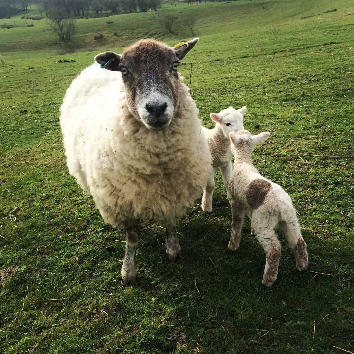 'Cardigan' - our miniature sheep and her twins