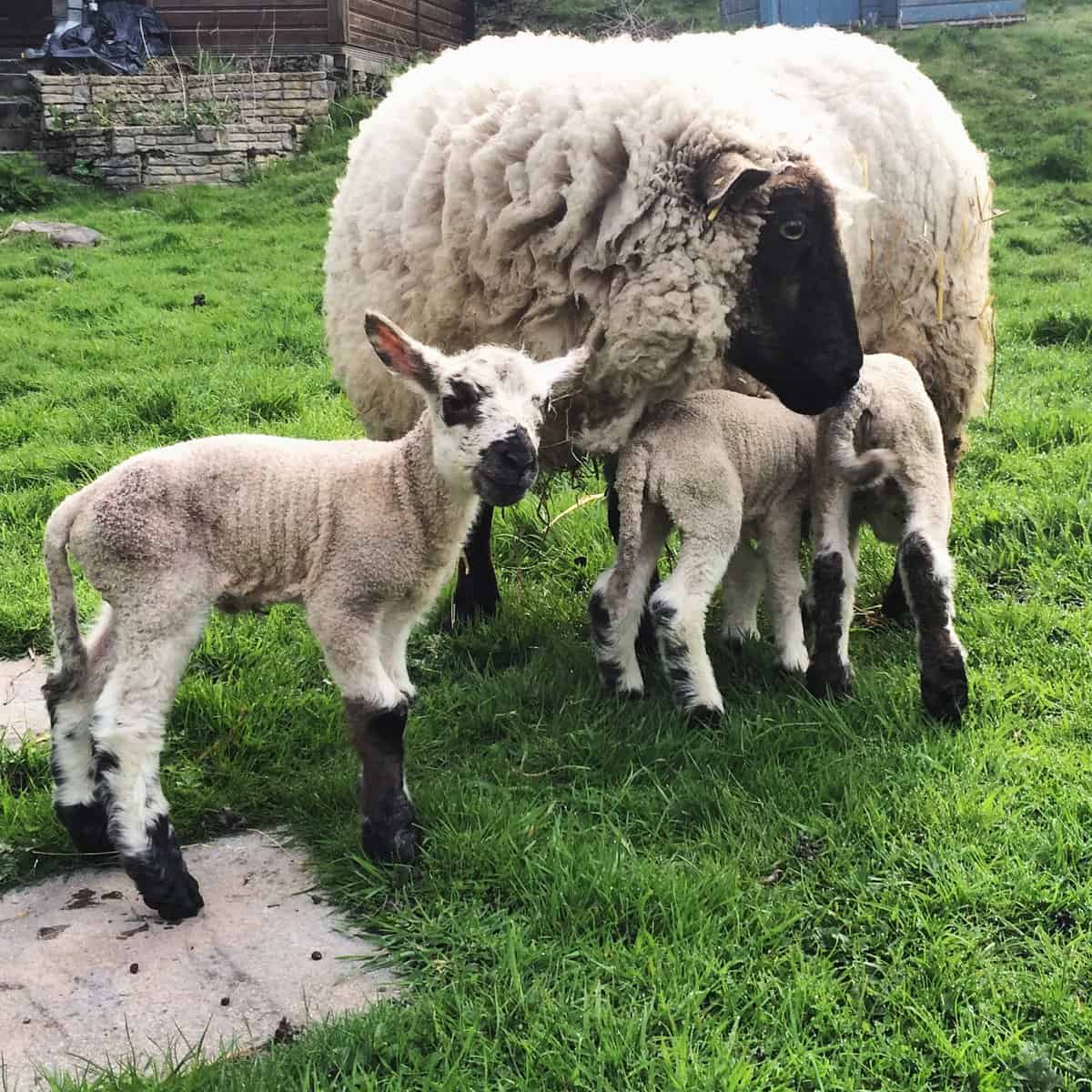 Letting the triplets out of the shed and onto the grass