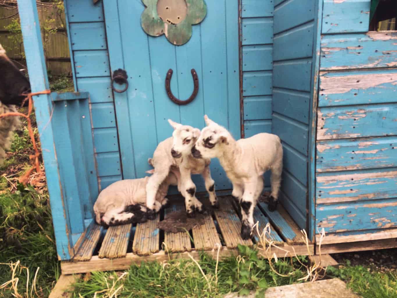 New kids on the block - the triplets explore the wendy house