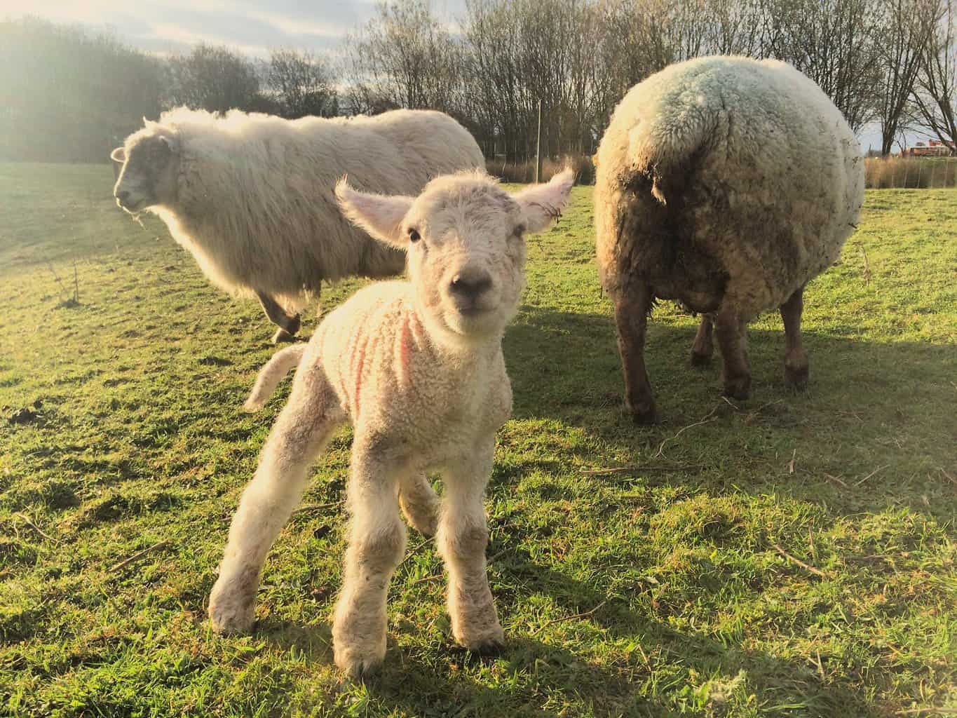 We weren't sure if this little one would make it safely into the world - but here she is! Happy, healthy and her mum didn't need any help to deliver her - very proud that she did it all by herself after having so much trouble in labour last year. 