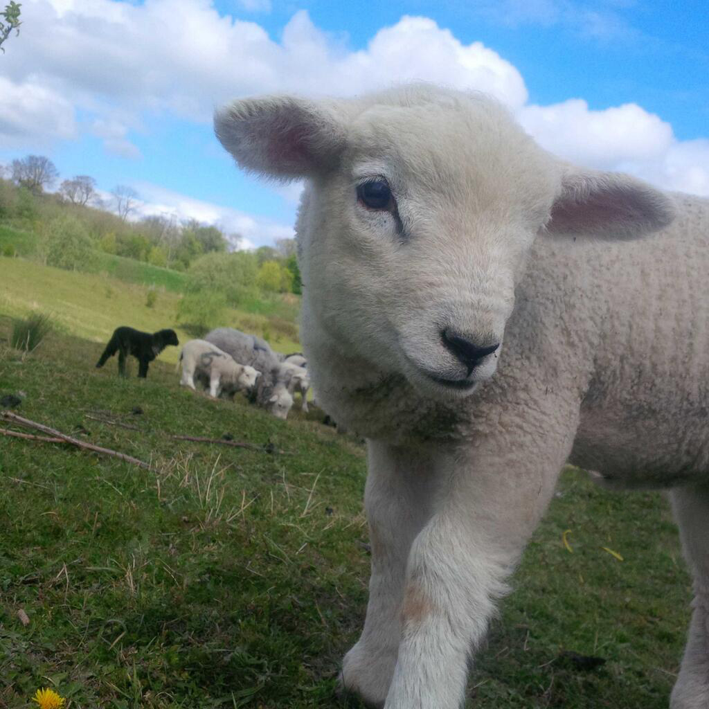 A very friendly Texel bred lamb