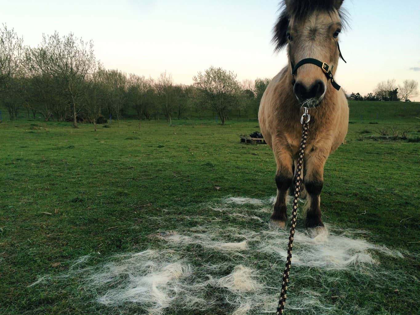 Wilson - one of the miniature horses after being groomed. Every spring, the horses shed their thick, winter coats. 