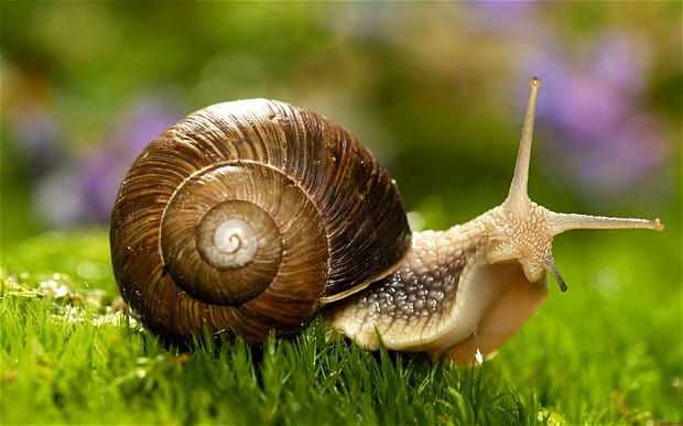snail_2247464b