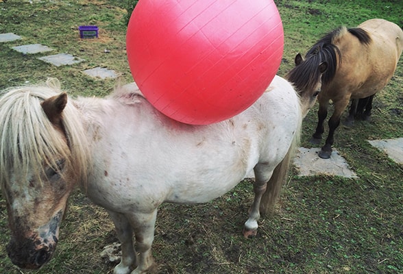 Horseball
