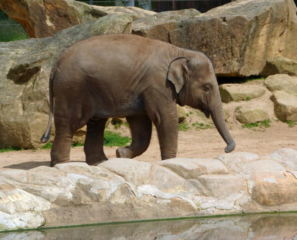 Twycross Zoo’s Asian elephants are moving two-by-two to Blackpool Zoo