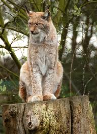 Howletts Zoo Park