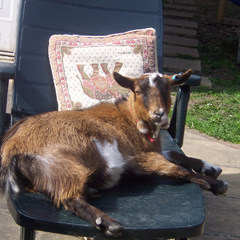 Kiera-goats