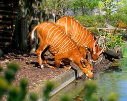 London Zoo