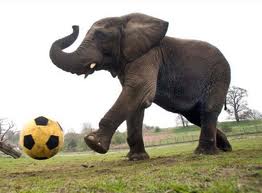 West Midland Safari Park