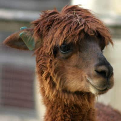 alpaca-4287