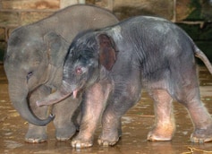 chester-zoo
