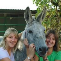 donkey
