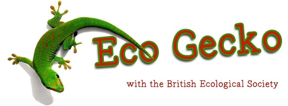 eco-gecko-banner eco-gecko-banner