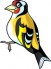 goldfinch-3