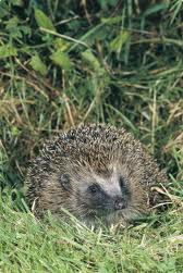 hedgerow life