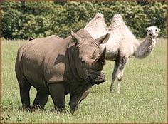 longleat