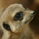 meerkat-5557