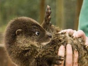 otter01_sm