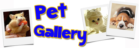 pet-gallery-header